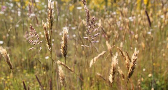 Graminée sur friche - Poaceae