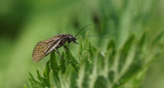 Sisyra nigra