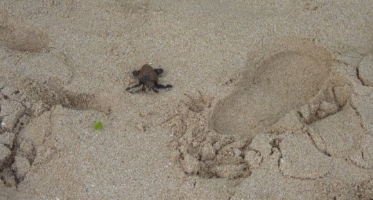 Bébé tortue