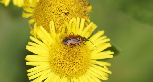 Deraeocoris ruber