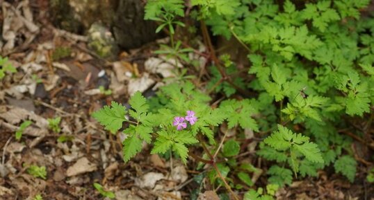 Géranium Herbe à Robert