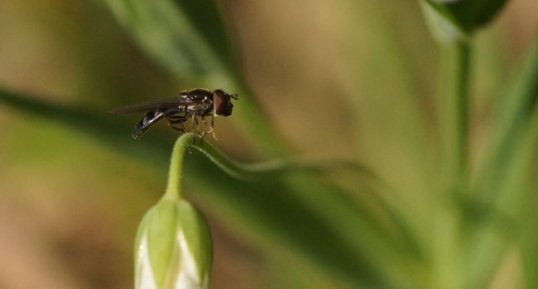 Melanostoma sp. - sous réserve