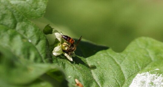 Apis mellifera (???) sur fleur de Bryone