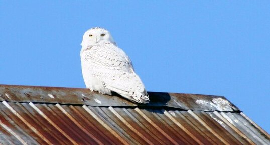 Harfang des neiges - Bubo scandiacus