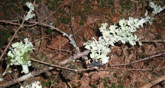 Evernia prunastri.