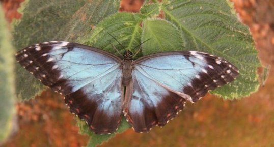 Morpho péleide