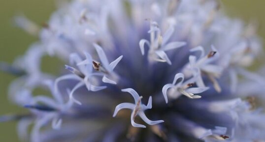 Echinops ritro