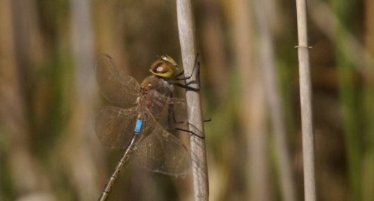 Anax ephippiger