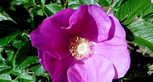 Rose des chiens (rosa canina)