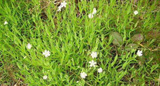 Stellaire holostée