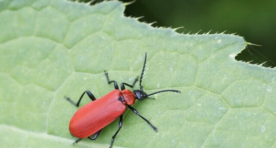 Le Cardinal - Pyrhocroa coccinea