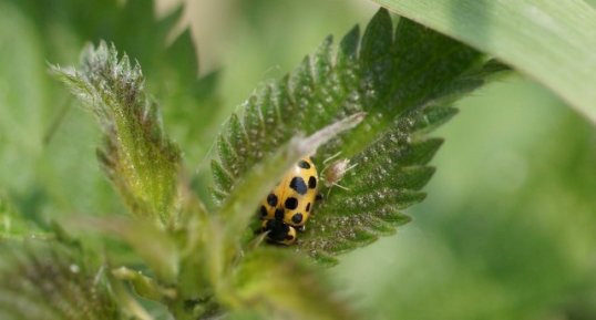 Coccinelle à 13 points