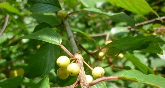 Poirier sauvage (pyrus pyraster)