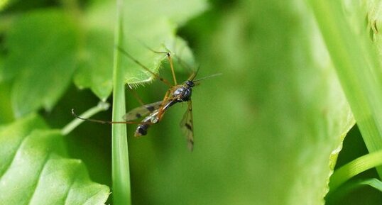 Ptychoptera contaminata