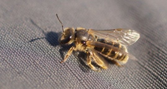 Halictus sp. ou Lassioglossum sp.