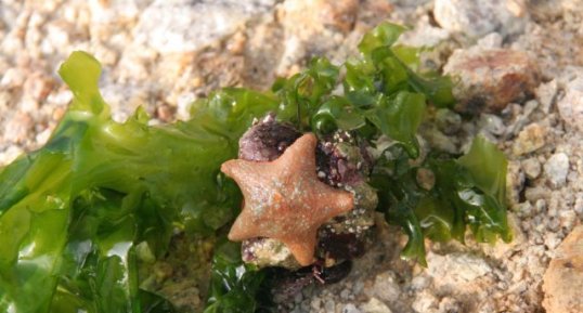 Astérie bossue (Asterina gibbosa)