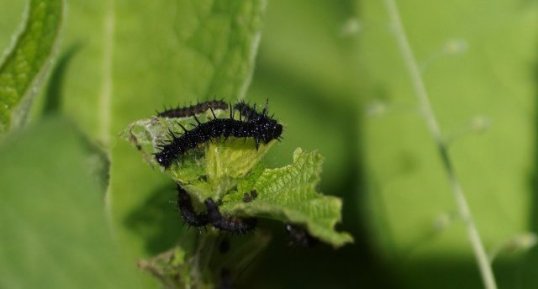 Chenilles de Paon du jour