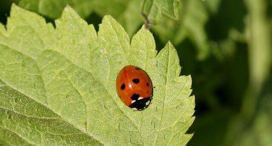 Coccinelle à 7 points