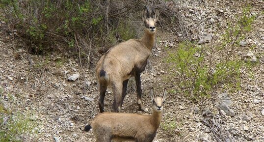 Chamois - rupicapra rupicapra