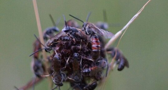 Lasioglossum sp.