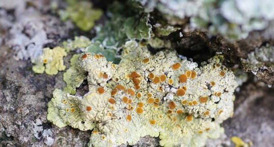 Lichen de rocher