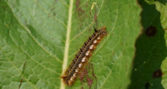 Chenille de la Buveuse