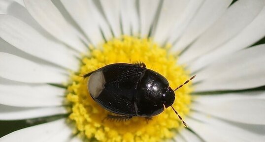 Cygnus sp. - sous réserve