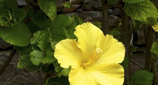 Hibiscus rose de Chine