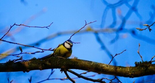 Mésange bleue