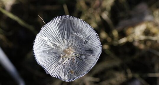 Chapeau de champignon