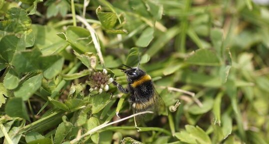 Bombus terrestris - sous réserve