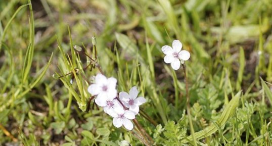 Erodium acaule - sous réserve