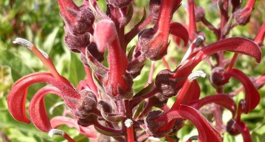 Lobelia tupa (tabac du diable)