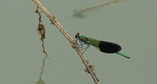 Calopteryx occitan