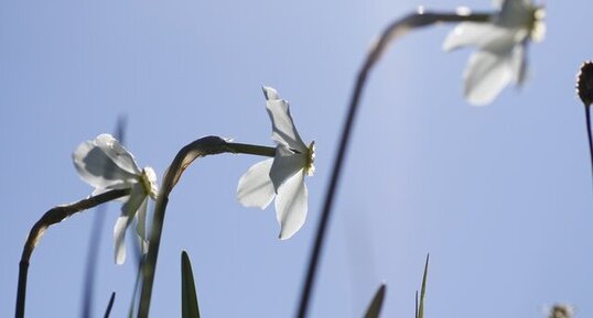 Narcisse des poètes