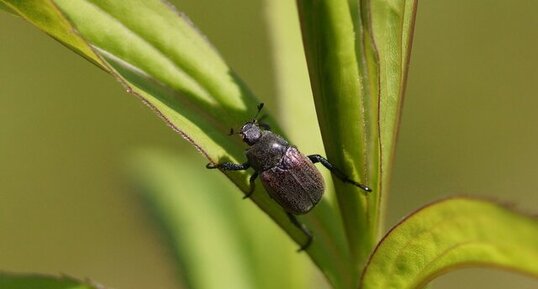 Coléoptère sp.