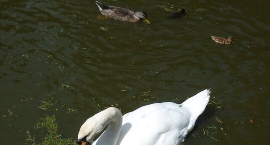 Cygne adulte