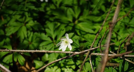 Anémone des bois