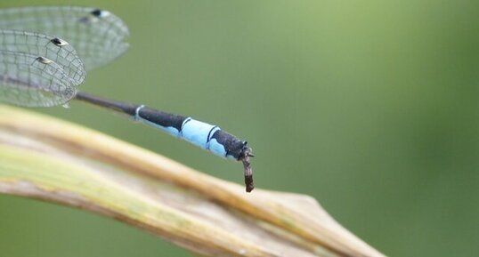 Agrion élégant en train de déféquer