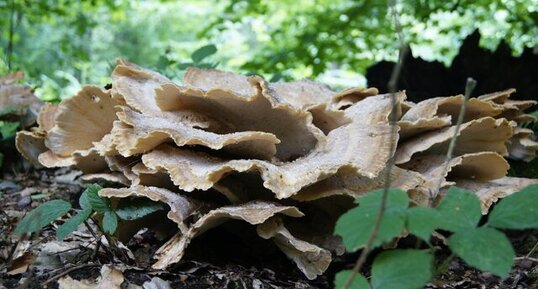 Champignon - vue de profil