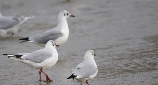 Mouettes rieuses