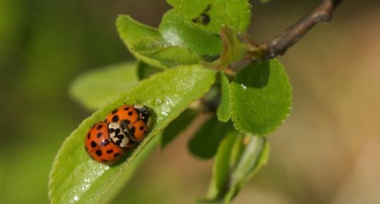 Coccinelles asiatiques