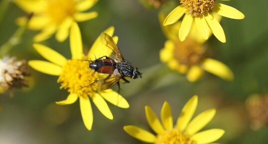 Eriothrix rufomaculatus - femelle