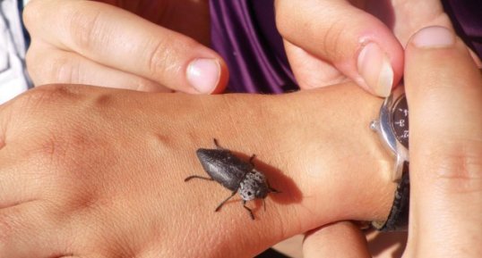 Capnodis tenebrionis