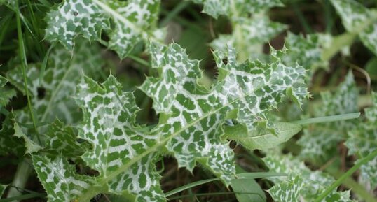 Feuille de chardon marie