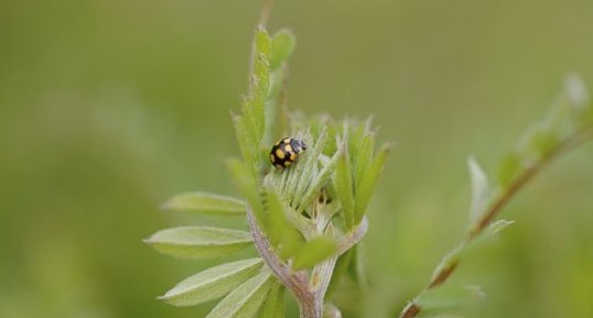 Coccinula quatuordecimpustulata