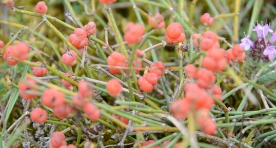 Ephedra distachya ou raisin de mer