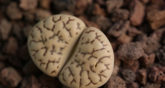 Lithops