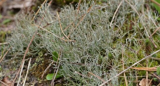 Lichen