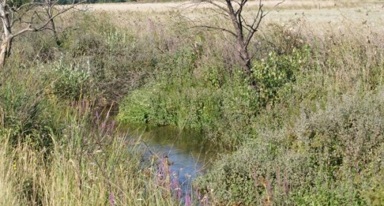 Canal de Vergières - Réserve Naturelle des Coussouls de Crau